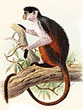 Manipulation depicting the extinct Piliocolobus epieni