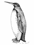Manipulation depicting the prehistoric penguin Palaeeudyptes