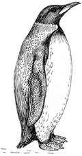 Original PD image of a modern penguin